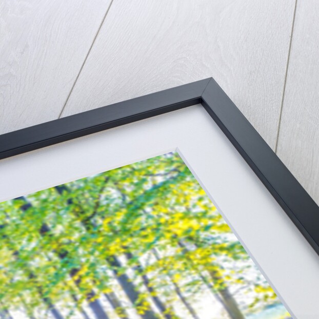 Bluebells by Assaf Frank